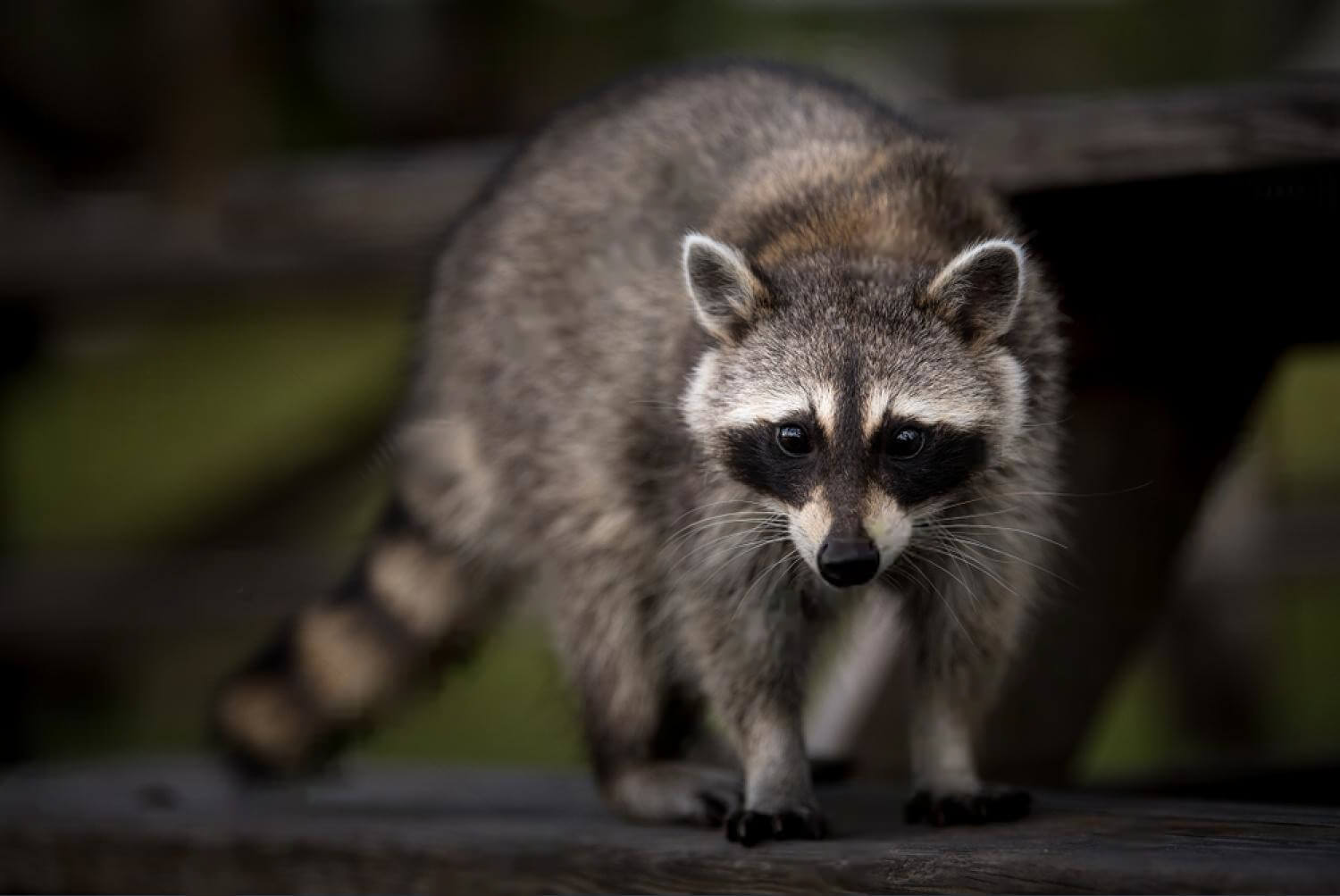 professional wildlife removal services